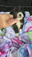 Micky, a male Poodle - Toy  for sale in Bryant, AL – 2 of 7