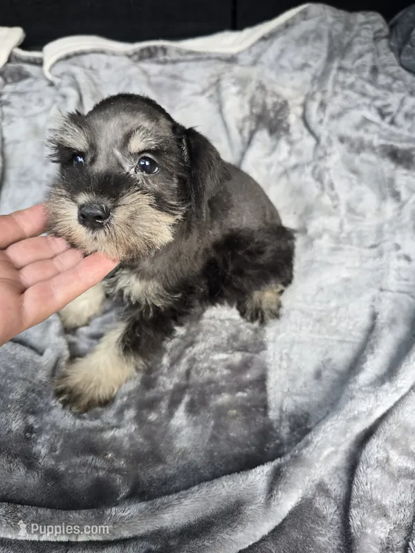 Woody  – Miniature Schnauzer puppy for sale in Bryant, AL