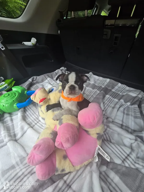 Daisy – Boston Terrier puppy for sale in Bryant, AL