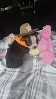 Luna, a female Boston Terrier for sale in Bryant, AL – 5 of 9