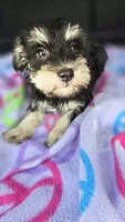 Amy, a female Miniature Schnauzer for sale in Bryant, AL – 2 of 6
