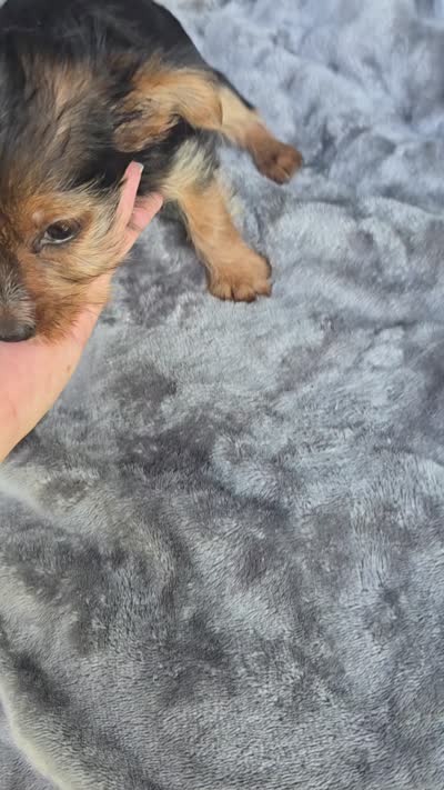 Tiny Susie , a female Yorkshire Terrier for sale in Bryant, AL – 9 of 9