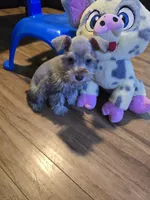 Krone , a male Miniature Schnauzer for sale in Bryant, AL – Photo 2 of 6