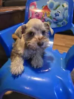 Krone , a male Miniature Schnauzer for sale in Bryant, AL – Photo 4 of 6