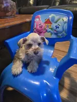 Krone , a male Miniature Schnauzer for sale in Bryant, AL – Photo 6 of 6