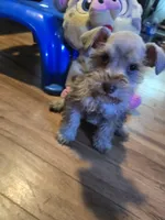 Krone , a male Miniature Schnauzer for sale in Bryant, AL – Photo 5 of 6