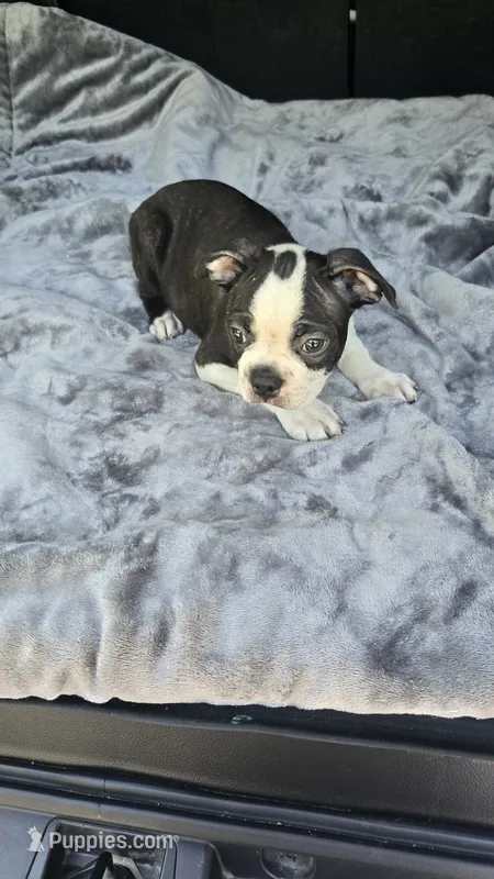 Milo – Boston Terrier puppy for sale in Bryant, AL