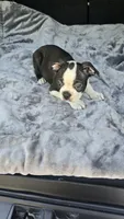 Milo, a male Boston Terrier for sale in Bryant, AL – 1 of 8