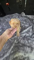 Camron, a male Yorkipoo for sale in Bryant, AL – 4 of 6