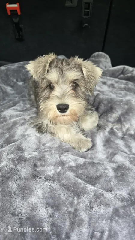 Basty – Miniature Schnauzer puppy for sale in Bryant, AL