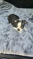 Milo, a male Boston Terrier for sale in Bryant, AL – 5 of 8