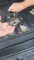 Trampas , a male Miniature Schnauzer for sale in Bryant, AL – 3 of 5