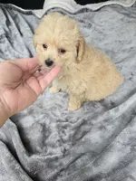 Cub bear, a male Poodle - Toy  for sale in Bryant, AL – 3 of 5