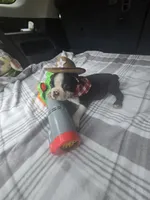 Zeus, a male Boston Terrier for sale in Bryant, AL – 6 of 7