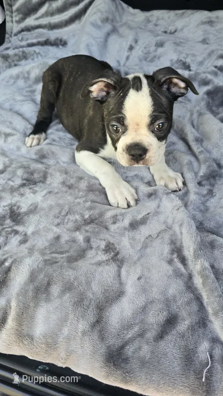 Milo – Boston Terrier puppy for sale in Bryant, AL