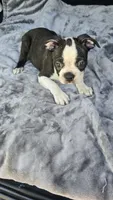 Milo, a male Boston Terrier for sale in Bryant, AL – 2 of 8
