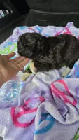 Micky, a male Poodle - Toy  for sale in Bryant, AL – 7 of 7