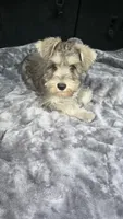 Basty, a female Miniature Schnauzer for sale in Bryant, AL – 6 of 7