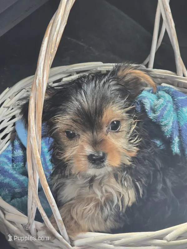 Austin  – Yorkshire Terrier puppy for sale in Bryant, AL