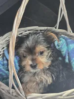 Austin , a male Yorkshire Terrier for sale in Bryant, AL – Photo 2 of 2