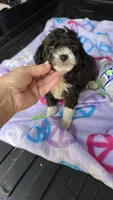 Micky, a male Poodle - Toy  for sale in Bryant, AL – 4 of 7