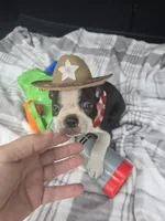 Teddy, a male Boston Terrier for sale in Bryant, AL – 6 of 10