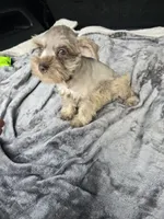 Ben, a male Miniature Schnauzer for sale in Bryant, AL – 6 of 6