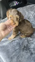 Landen, a male Yorkipoo for sale in Bryant, AL – 4 of 5