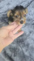 Tiny Susie , a female Yorkshire Terrier for sale in Bryant, AL – 4 of 9