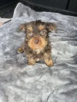 Chloe, a female Yorkshire Terrier for sale in Bryant, AL – Photo 1 of 2