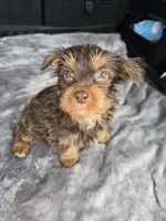 Chloe, a female Yorkshire Terrier for sale in Bryant, AL – Photo 2 of 2