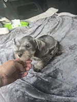 Max, a male Miniature Schnauzer for sale in Bryant, AL – 2 of 4