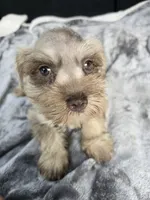 Ben, a male Miniature Schnauzer for sale in Bryant, AL – 2 of 6