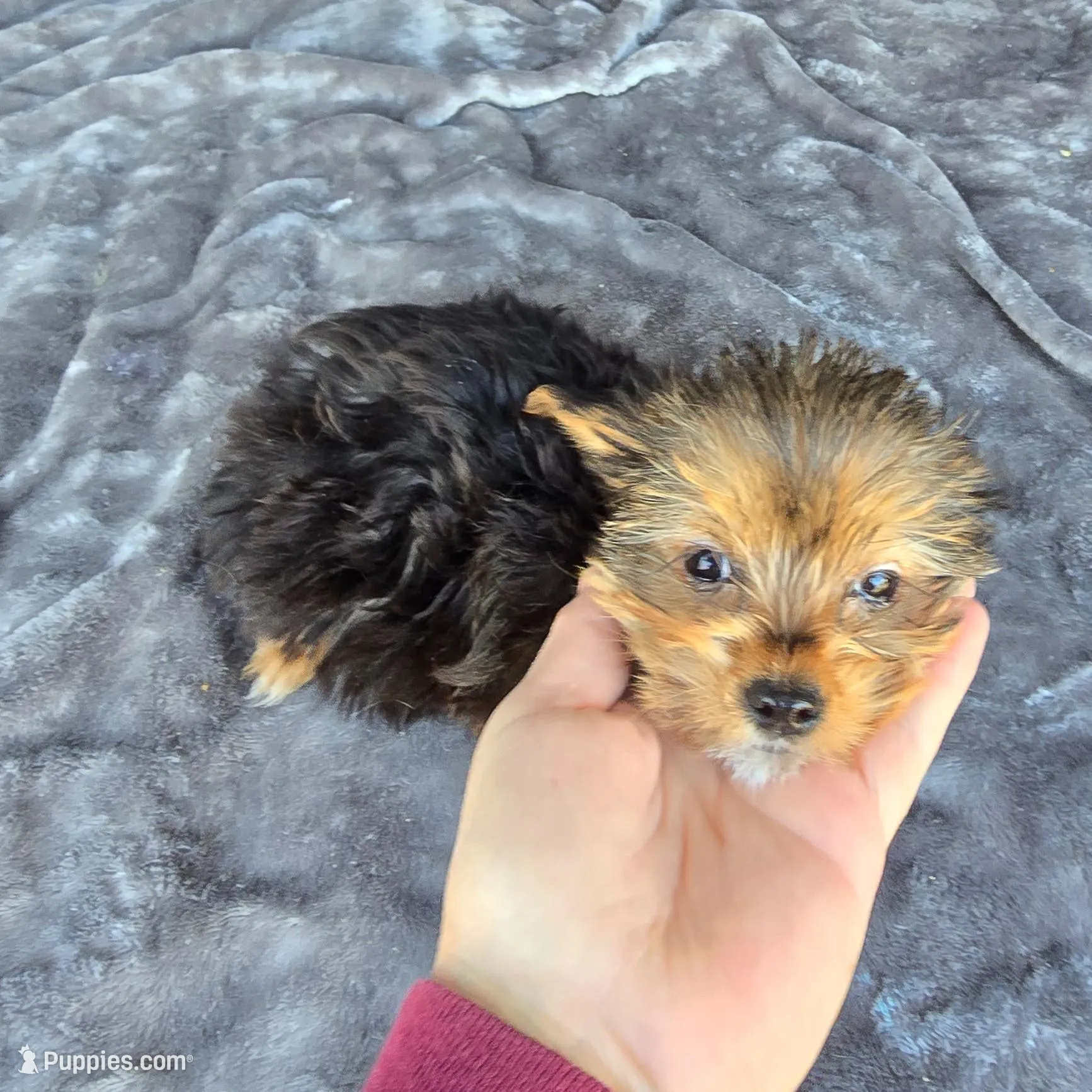 Scarlett , a female Yorkshire Terrier for sale in Bryant, AL – Photo 2 of 2
