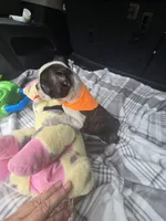 Daisy, a female Boston Terrier for sale in Bryant, AL – 8 of 8