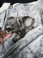 Susanna , a female Miniature Schnauzer for sale in Bryant, AL – 5 of 5