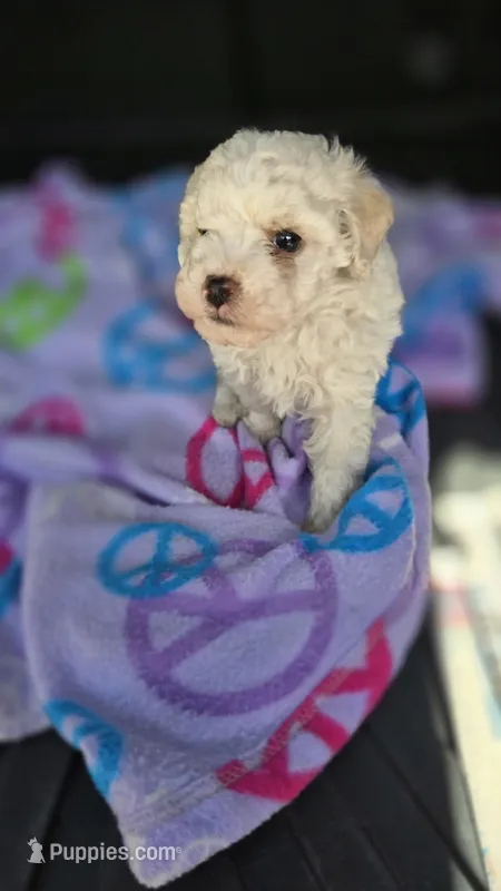 Arlo  – Poodle - Toy  puppy for sale in Bryant, AL