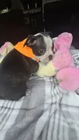 Luna, a female Boston Terrier for sale in Bryant, AL – 8 of 9