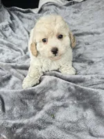 Trampas , a male Poodle - Toy  for sale in Bryant, AL – 4 of 4