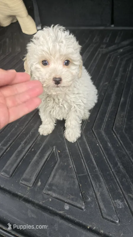 Arlo  – Poodle - Toy  puppy for sale in Bryant, AL