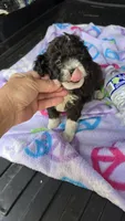 Micky, a male Poodle - Toy  for sale in Bryant, AL – 5 of 7