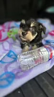 Jack, a male Miniature Schnauzer for sale in Bryant, AL – 4 of 5