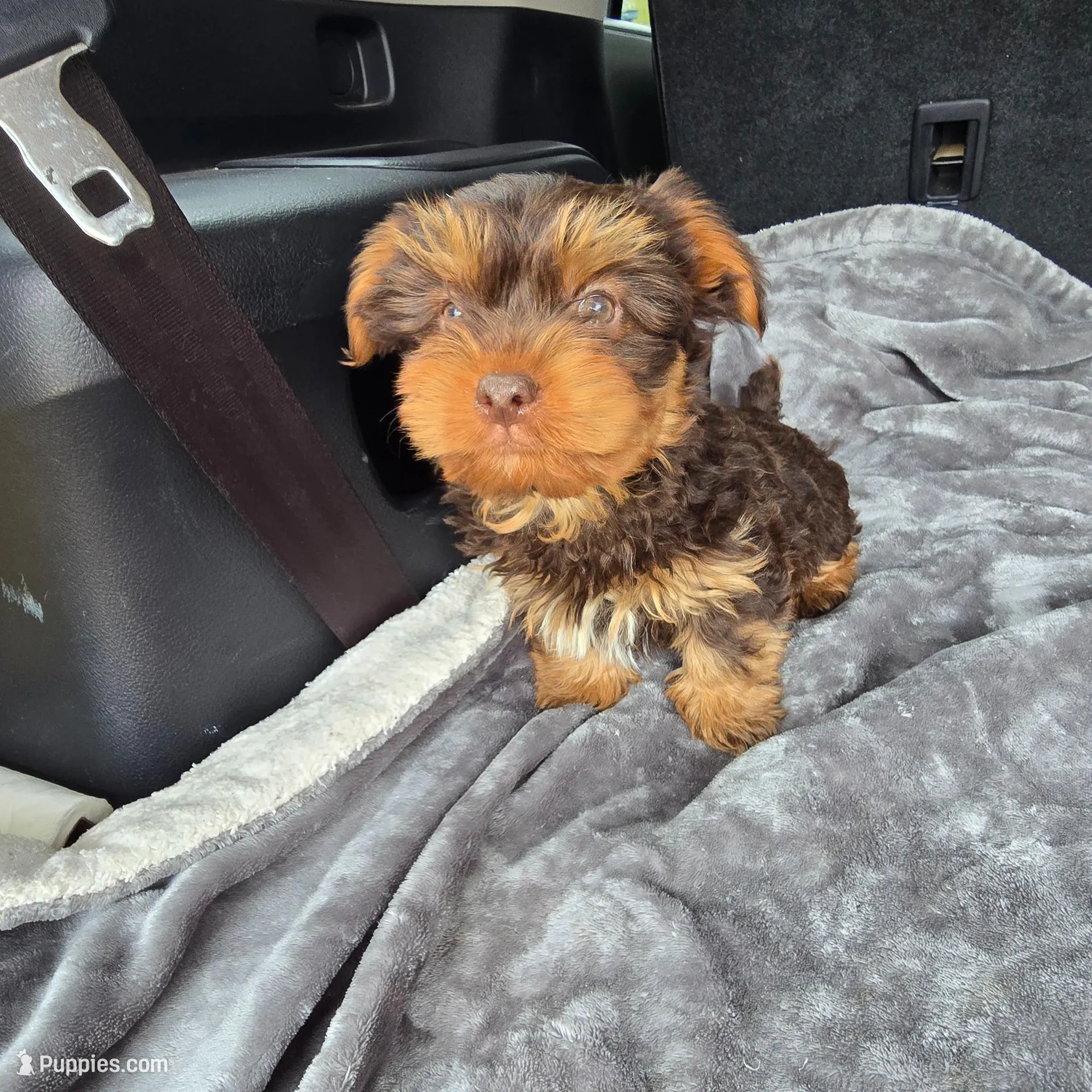 Austin  – Yorkshire Terrier puppy for sale in Bryant, AL