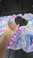 Tiny man, a male Poodle - Toy  for sale in Bryant, AL – 5 of 7