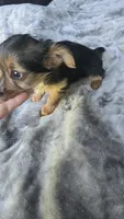 Tiny Susie , a female Yorkshire Terrier for sale in Bryant, AL – 5 of 9