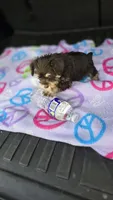 Vinny, a male Miniature Schnauzer for sale in Bryant, AL – 2 of 4