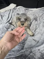 Mary Jane, a female Miniature Schnauzer for sale in Bryant, AL – 5 of 5