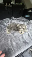 Basty, a female Miniature Schnauzer for sale in Bryant, AL – 7 of 7