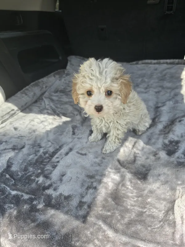 Mickey  – Poodle - Toy  puppy for sale in Bryant, AL