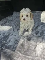 Mickey , a male Poodle - Toy  for sale in Bryant, AL – Photo 2 of 4